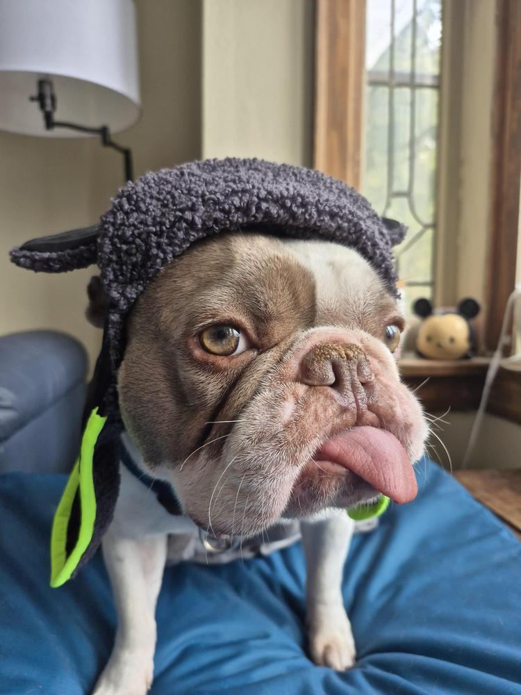Cool Factor Aviator Hat – Canada Pooch
