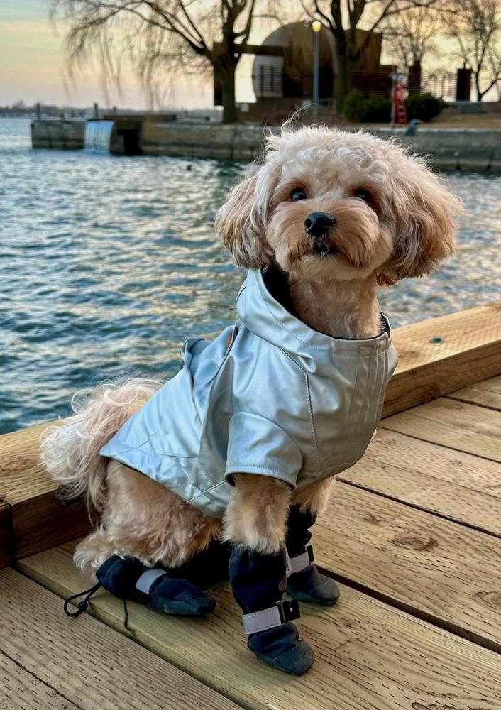 Cold Front Waterproof Dog & Puppy Raincoat | Canada Pooch