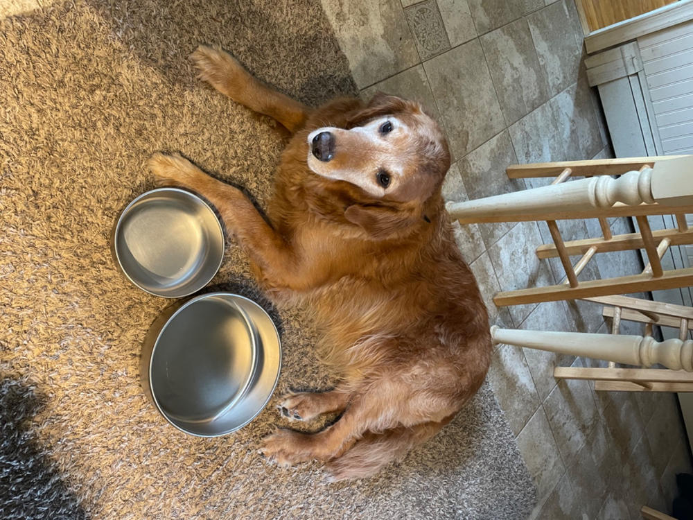 Basis Pet Stainless Steel Dog Bowls - Made in the USA - Customer Photo From chris lecatsas
