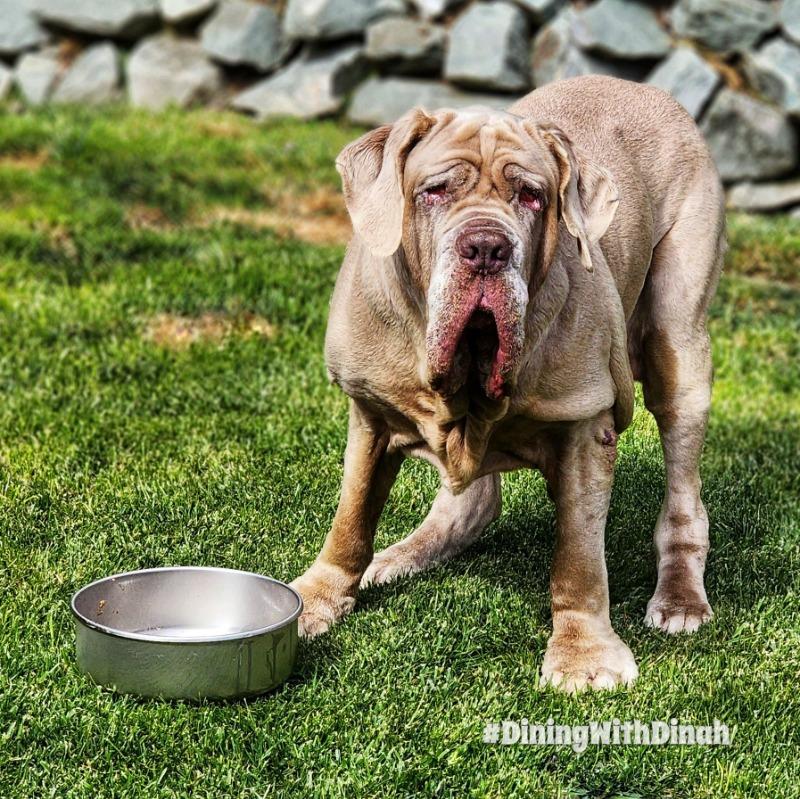 Basis Pet Stainless Steel Dog Bowls - Made in the USA - Customer Photo From Victoria Soares
