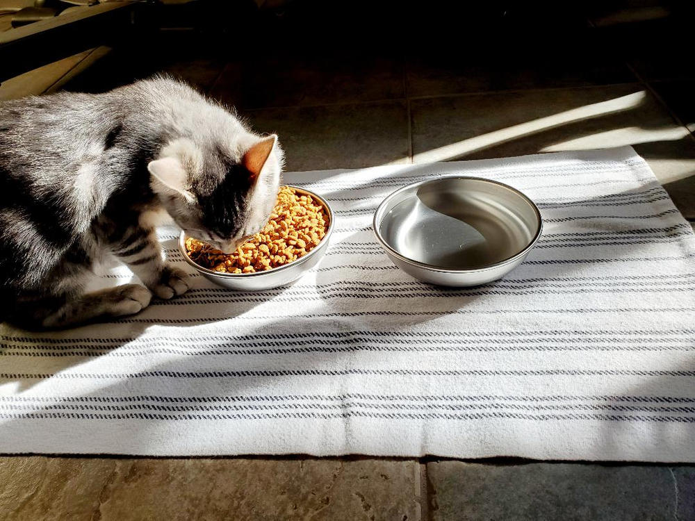 Stainless Steel Cat Bowl - Made in the USA - Customer Photo From Caryn Machado