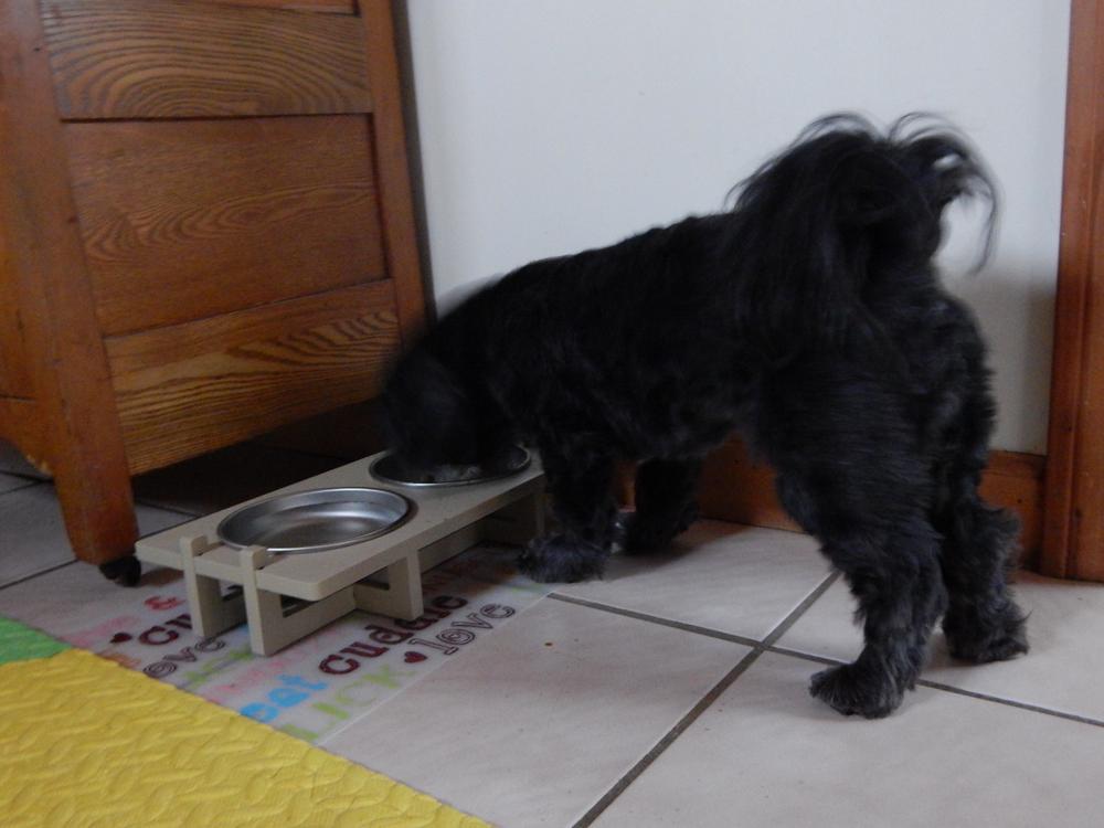 Rise Pet Bowl Stand, for Small Dog Bowls and Cat Bowls - Customer Photo From Nan McCarthy