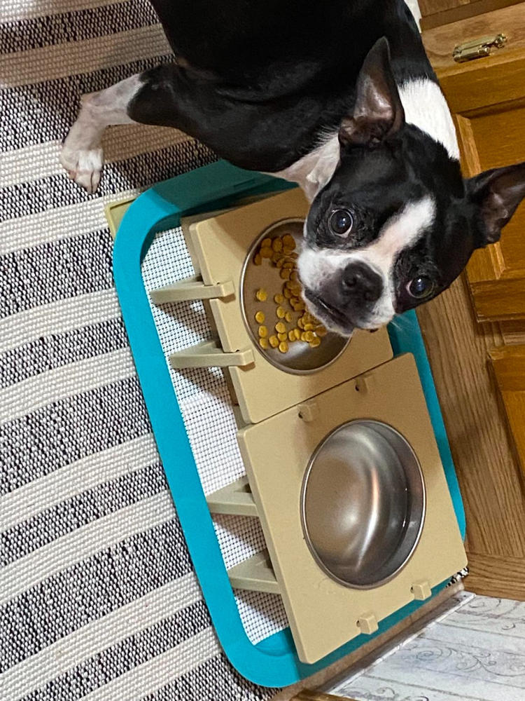 Rise Pet Bowl Stand, For Medium Dog Bowls - Customer Photo From Mary J Jenkinson