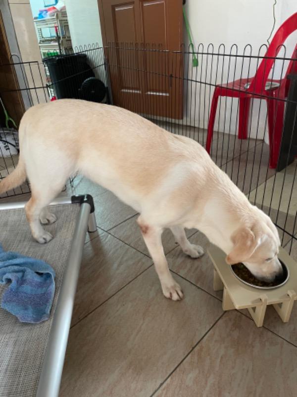 Rise Pet Bowl Stand, For Medium Dog Bowls - Customer Photo From Desmond Chun
