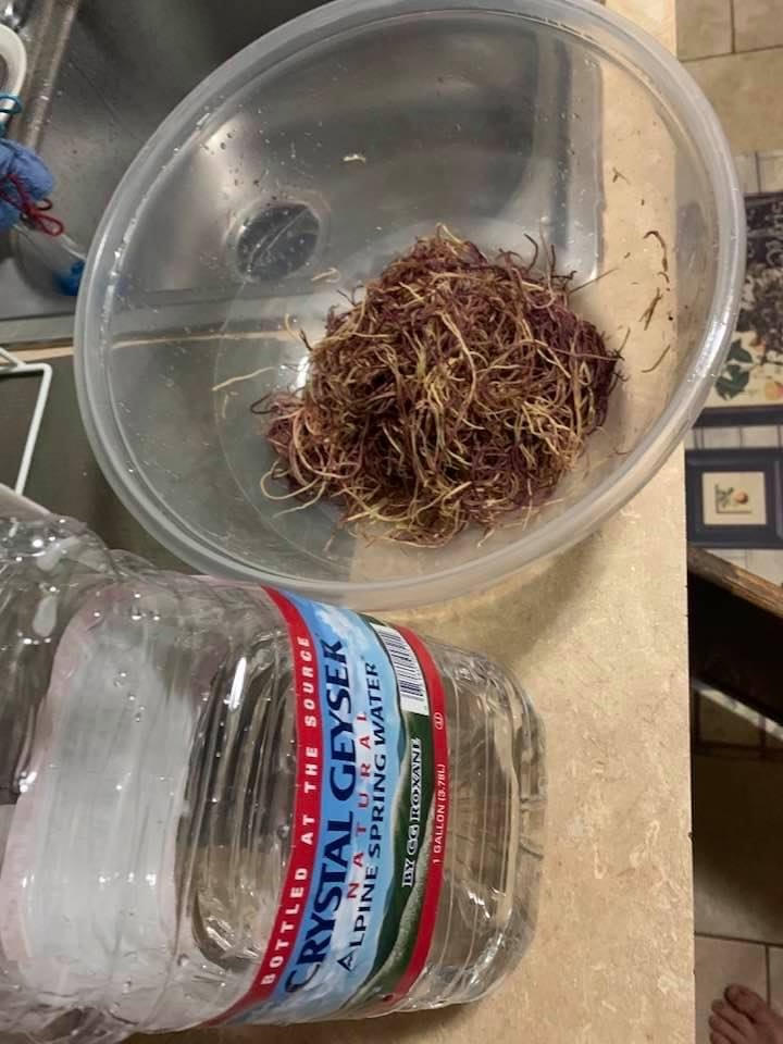 Honduras Sea Moss (Wildcrafted) - Customer Photo From Brother D Dawood-Bey X