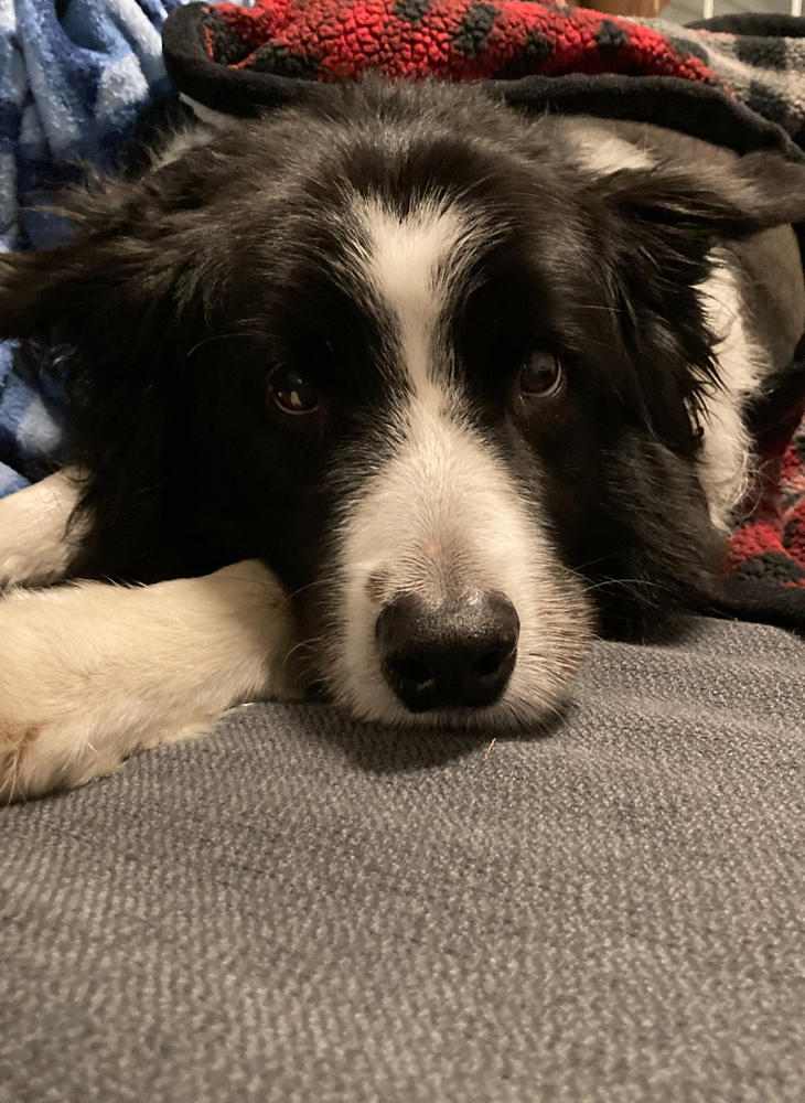 Gracie