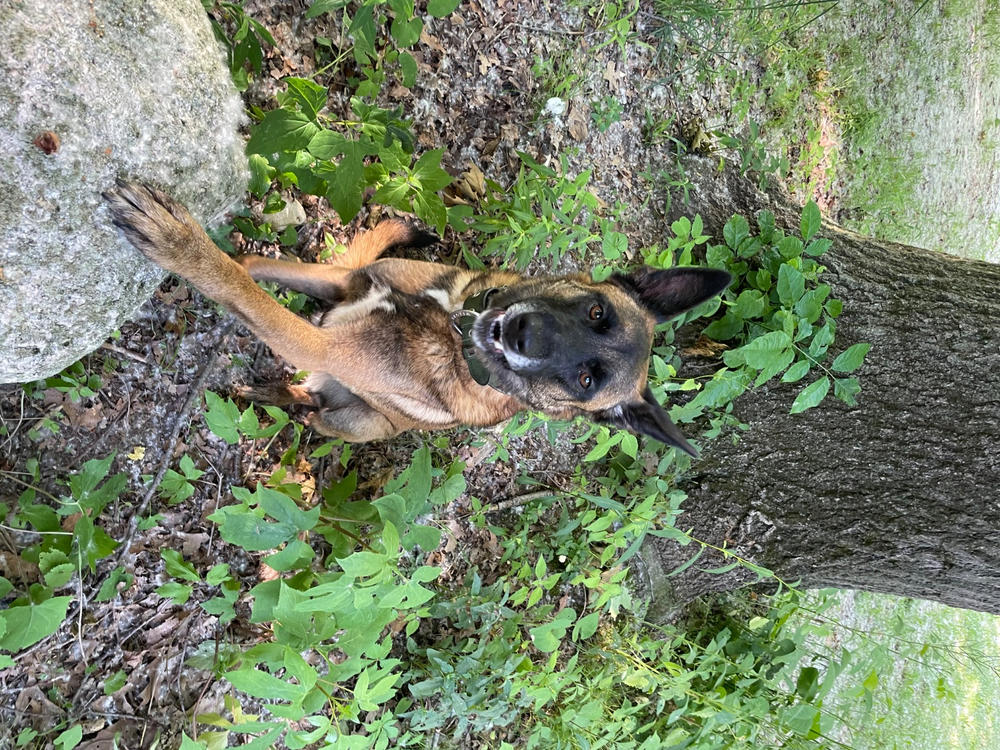 Gracie