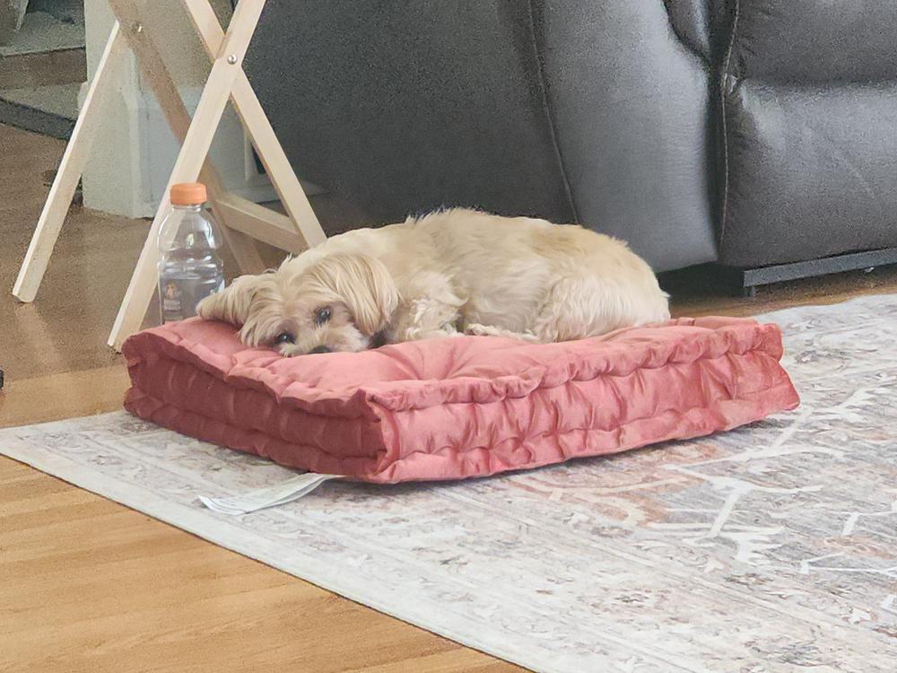 Gracie