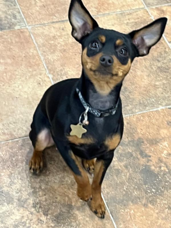 Gracie
