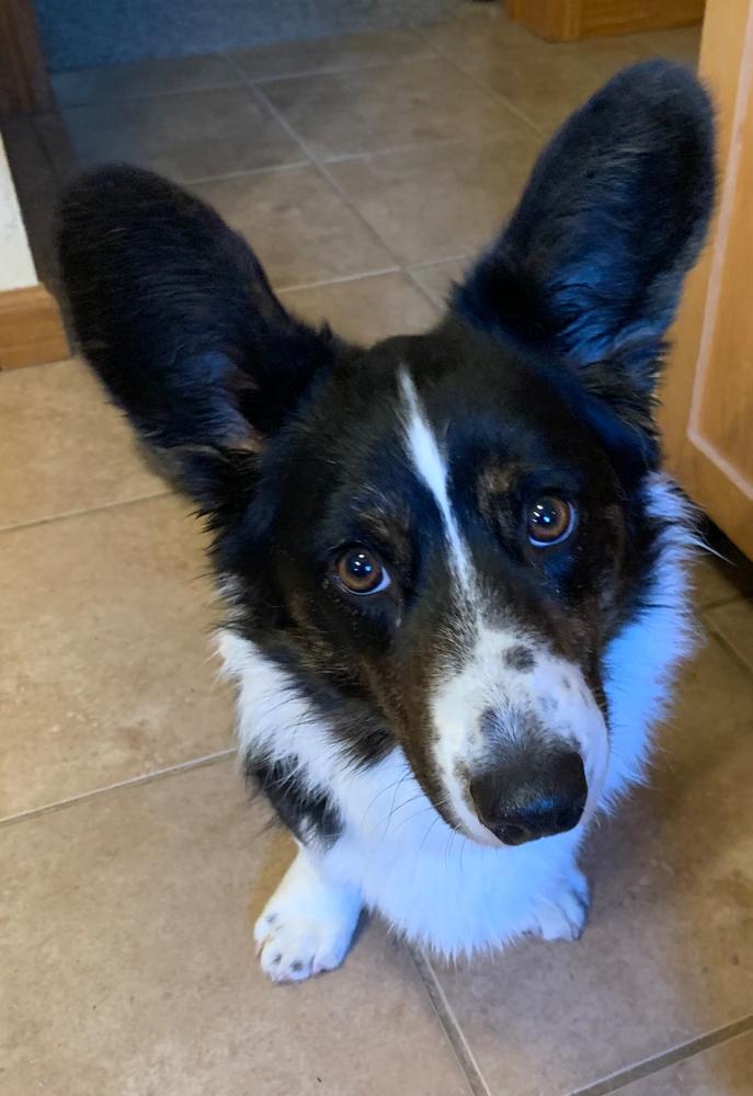 Gracie