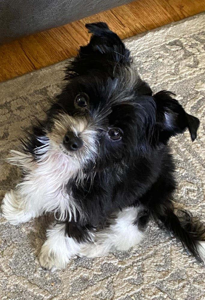 Gracie