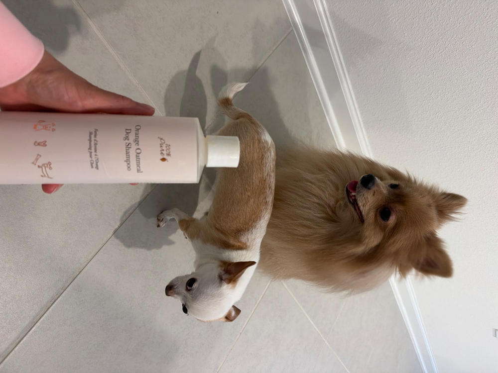 Orange Oatmeal Dog Shampoo — 100% PURE