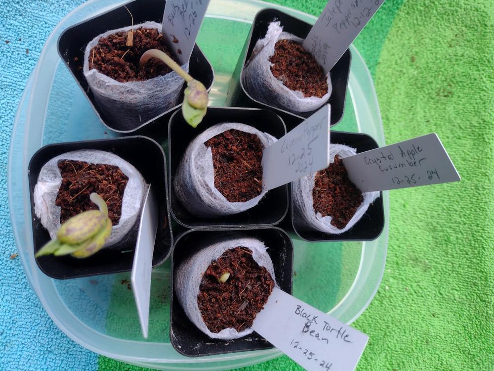 Heirloom Black Turtle Bush Beans Seeds (10g) by Patriot Seeds - Customer Photo From JoJo