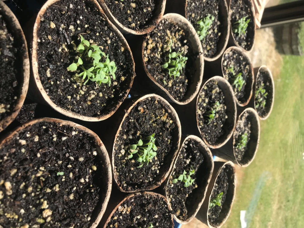 Heirloom New Zealand Spinach Seeds (3g) by Patriot Seeds - Customer Photo From Kathleen Stanko