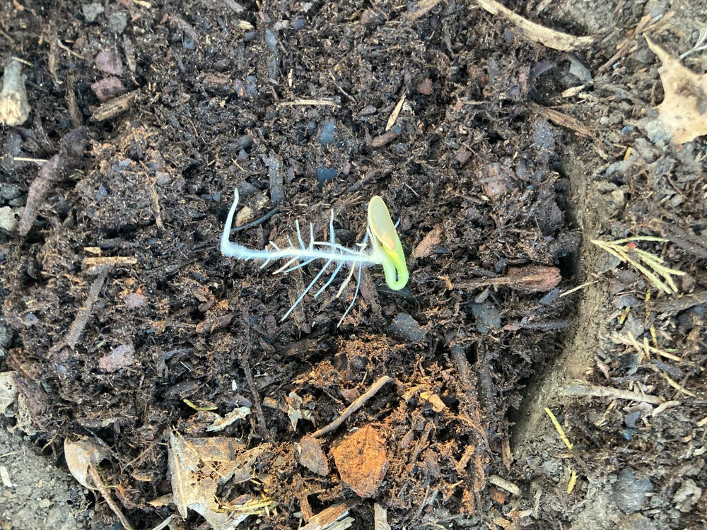 Heirloom Small Sugar Pumpkin Seeds (4g) by Patriot Seeds - Customer Photo From STEVEN DOLLMANN