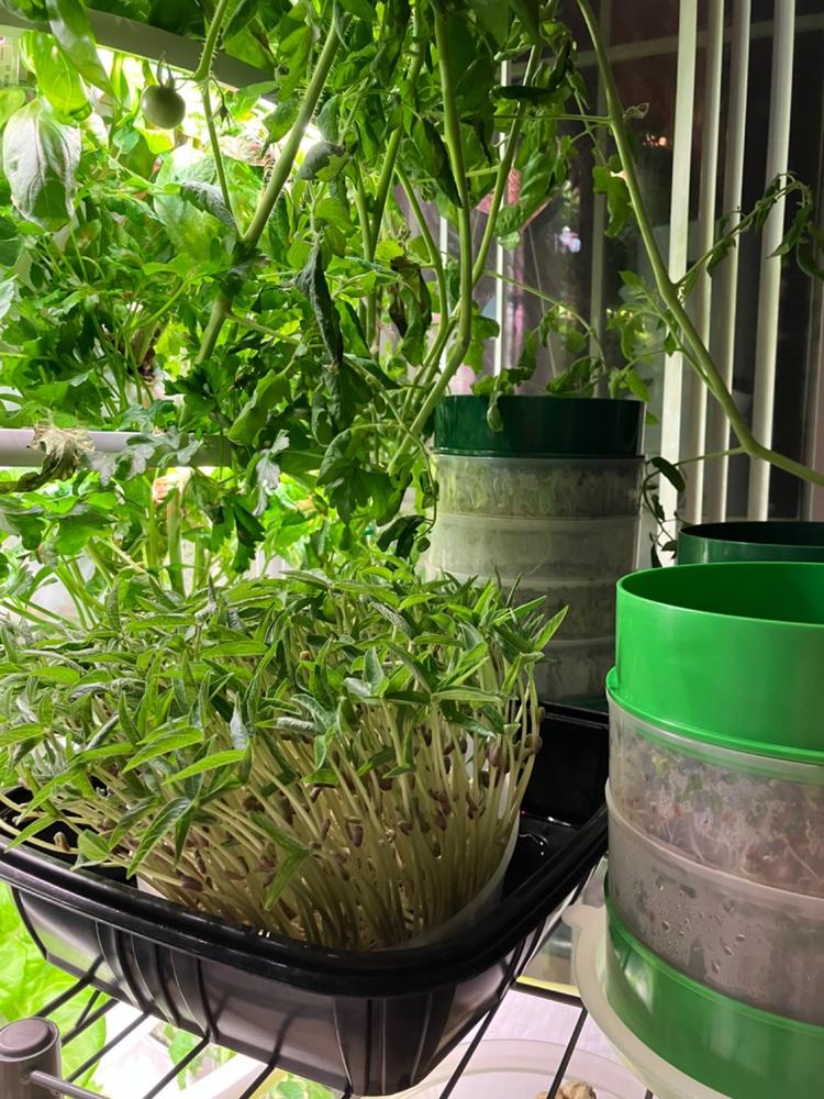 Organic Alfalfa Sprouting Seeds by Patriot Seeds (4 ounces) - Customer Photo From Mary Ann Cortes