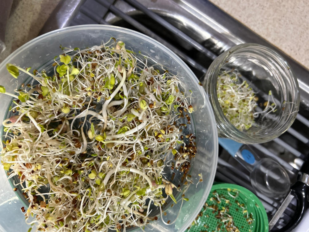 Organic Alfalfa Sprouting Seeds by Patriot Seeds (4 ounces) - Customer Photo From Joyce Schoonover