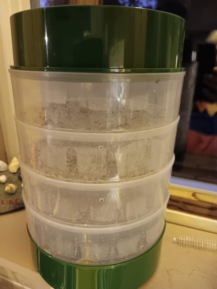 Organic Alfalfa Sprouting Seeds by Patriot Seeds (4 ounces) - Customer Photo From lisa santilli