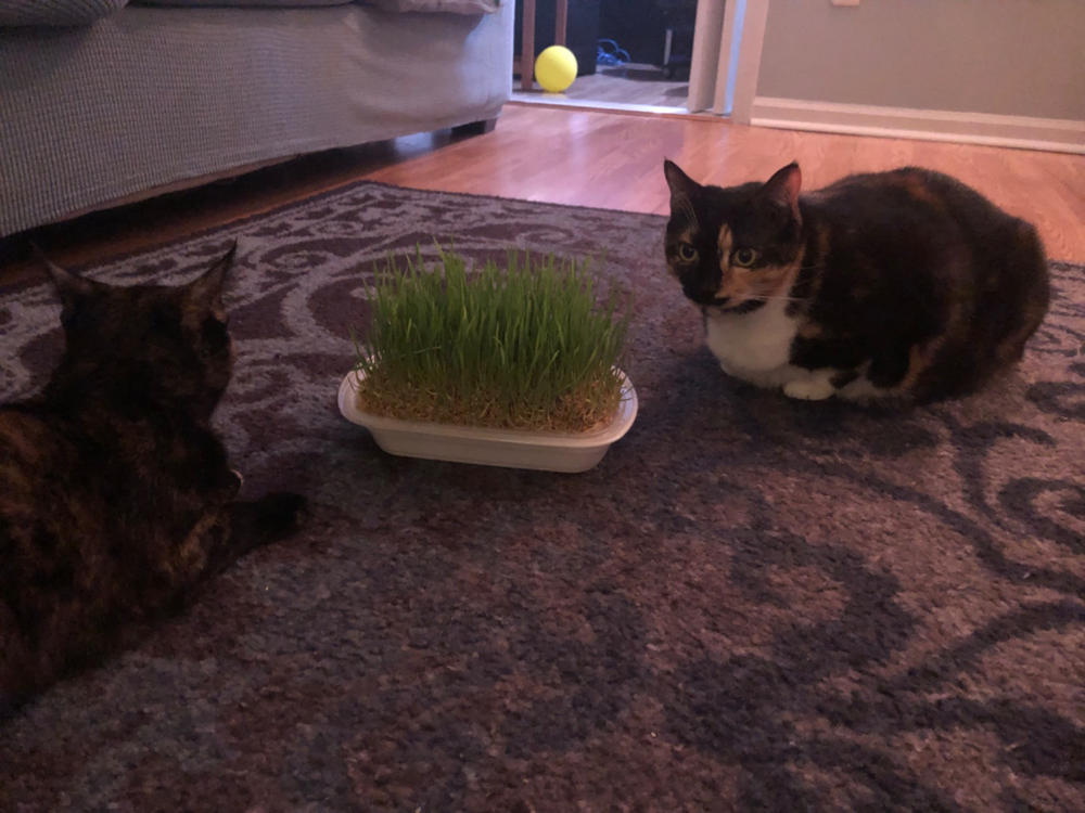 Organic Hard Red Wheat Sprouting Seeds by Patriot Seeds (8 ounces) - Customer Photo From Sandra Sharpe
