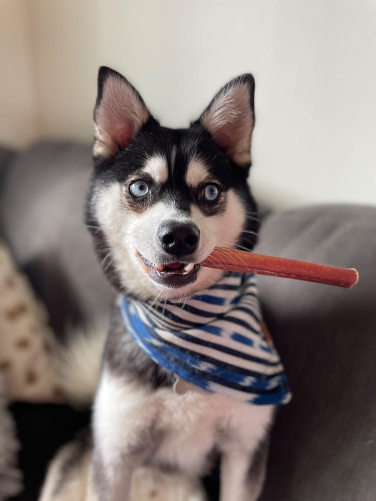 Variety Bulk Straight Bully Sticks for Dogs (Sold by Weight) - Customer Photo From Kari B.