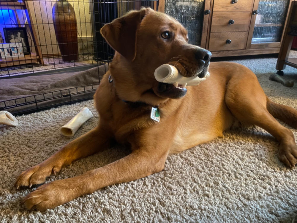 Large Filled Dog Bone Variety Pack - Customer Photo From Kathy W.