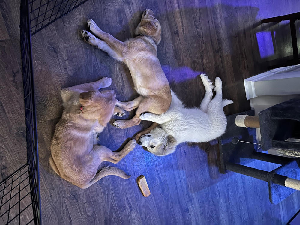 Bizarre Bully Stick Bargain Bag - Customer Photo From Nicolle Perry