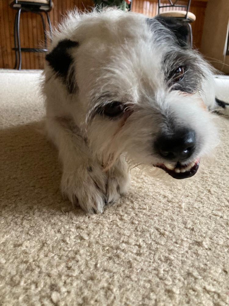 Bizarre Bully Stick Bargain Bag - Customer Photo From Barbara H.