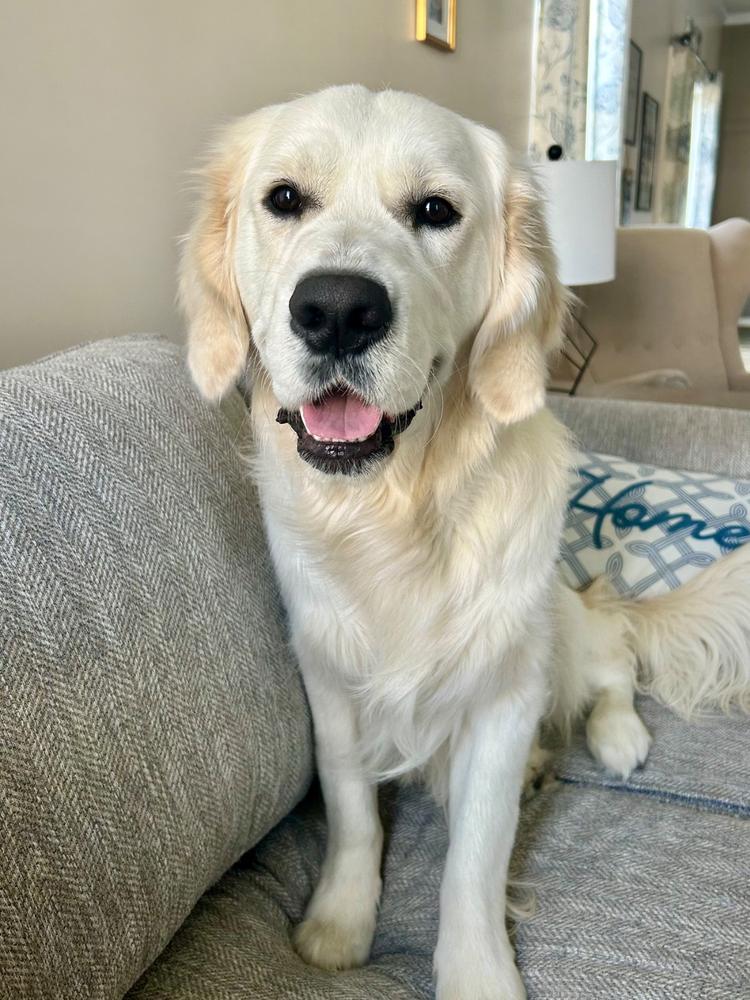 Bizarre Bully Stick Bargain Bag - Customer Photo From Caren Wilkins