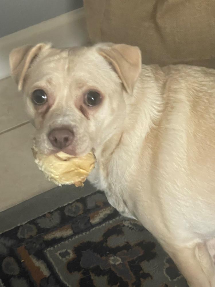 Cow Ear Bizarre Bargain Bag 1.5lb - Customer Photo From Sandy K.