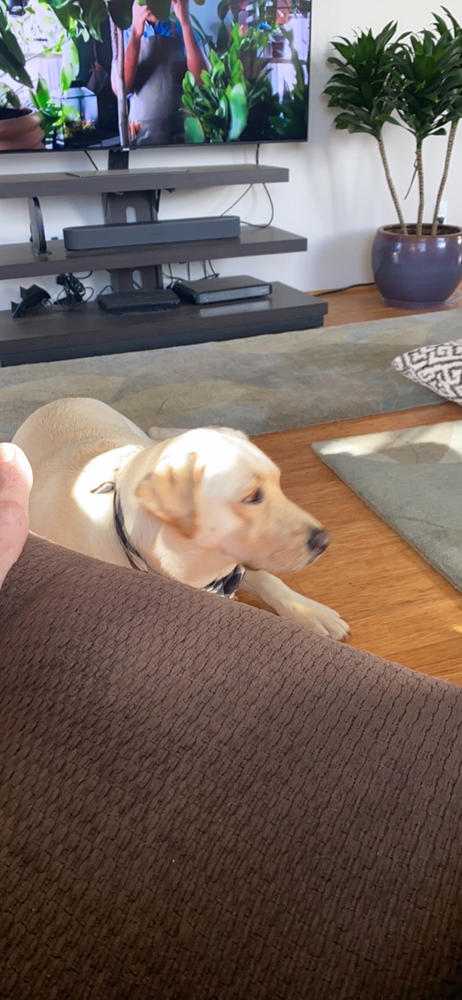 Pawstruck 5" Jr. Bully Treat Sticks - Customer Photo From Stephen A.