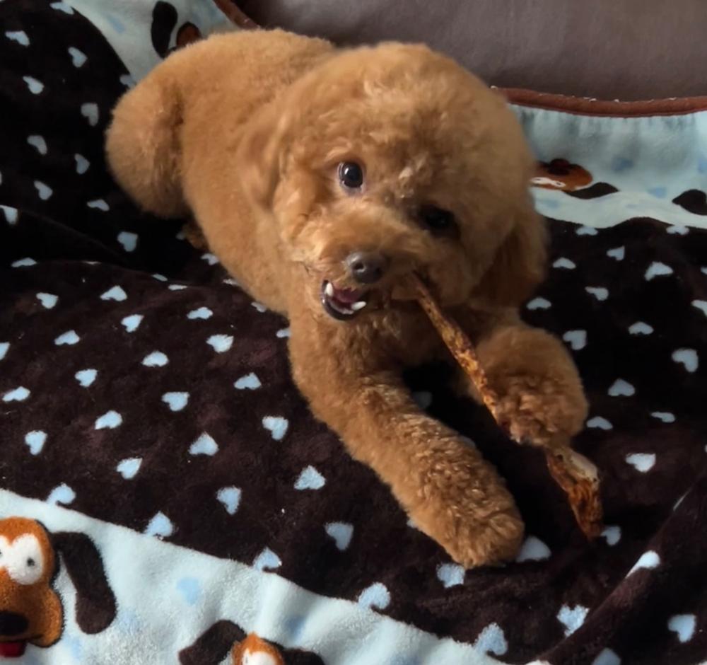 5" Jr. Bully Treat Sticks - Customer Photo From Colleen Otto