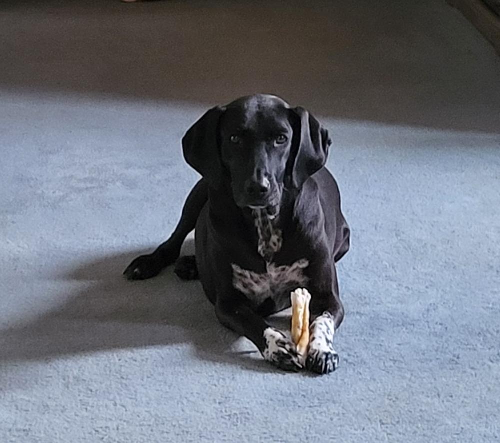 5" Jr. Bully Treat Sticks - Customer Photo From William Palluti