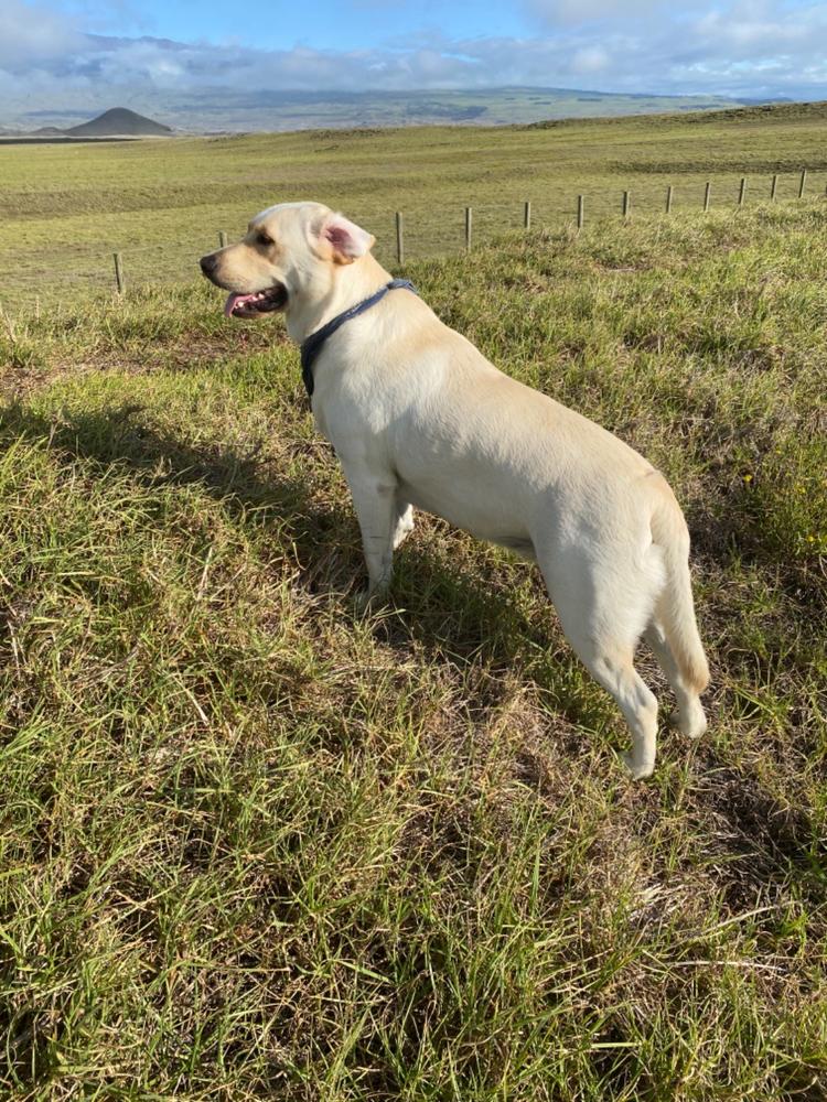 Pawstruck 5" Jr. Bully Treat Sticks - Customer Photo From Stephen A.
