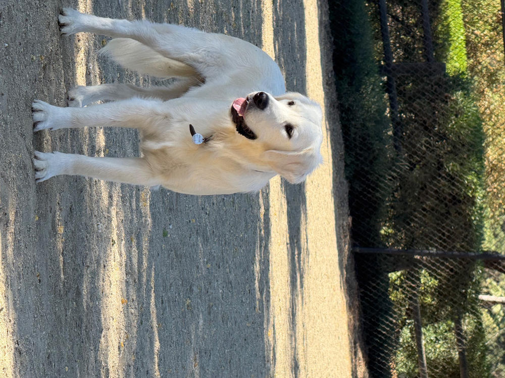Beef Jerky Joint Health Treats - Customer Photo From Kathy Brayton