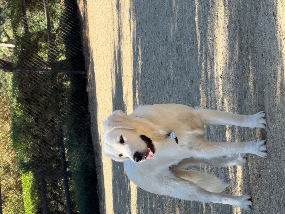 Beef Jerky Joint Health Treats - Customer Photo From Kathy Brayton