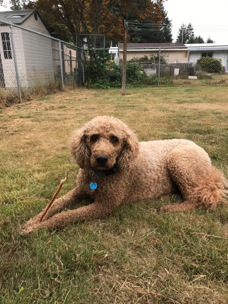 Beef Jerky Joint Health Treats - Customer Photo From Alice Conner