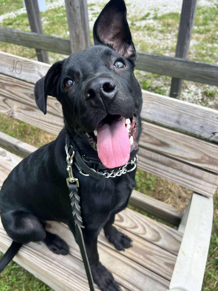 Straight Bully Sticks for Dogs (Sold by Weight) - Customer Photo From Carla Butler