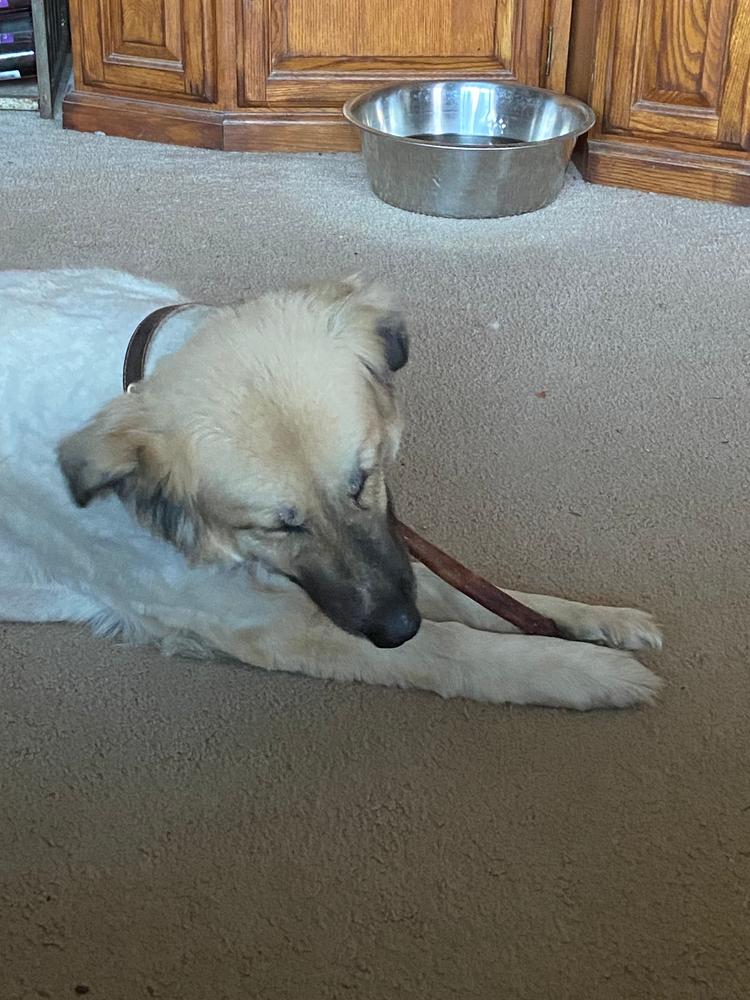 Straight Bully Sticks for Dogs (Sold by Weight) - Customer Photo From Mae Kennedy