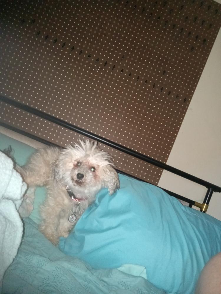 Air Dried Dog Food, Beef Recipe - Customer Photo From Gina Passio