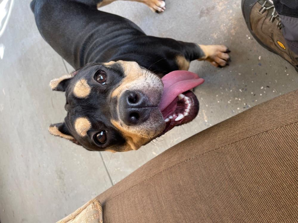 Peanut Butter Filled Dog Bones (Large) - Customer Photo From Alan J.