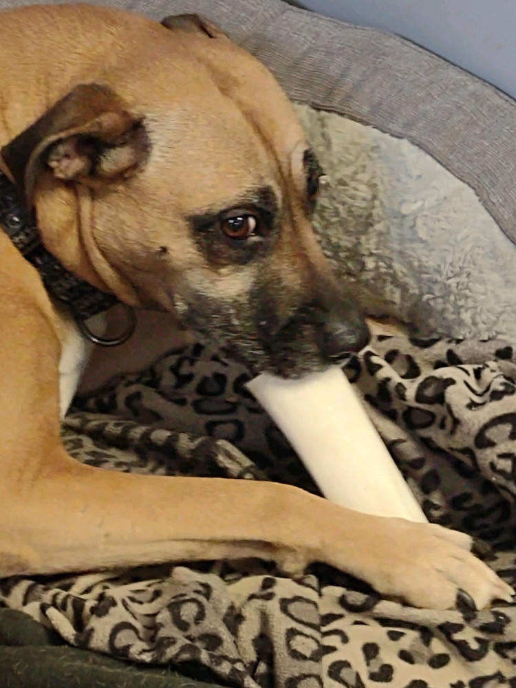 Peanut Butter Filled Dog Bones (Large) - Customer Photo From Marianne S.