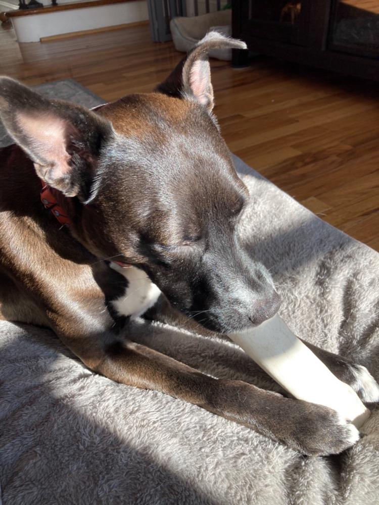 Peanut Butter Filled Dog Bones (Large) - Customer Photo From Amanda D.