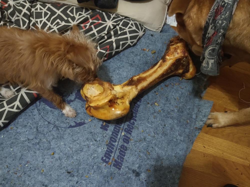 huge dog bone
