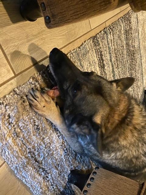 Pawstruck 5" Braided Bully Sticks - Customer Photo From Carolyn D.