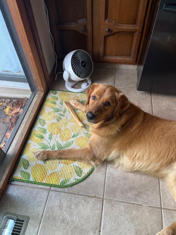 Pawstruck 7" Braided Bully Sticks - Customer Photo From Kathy B.