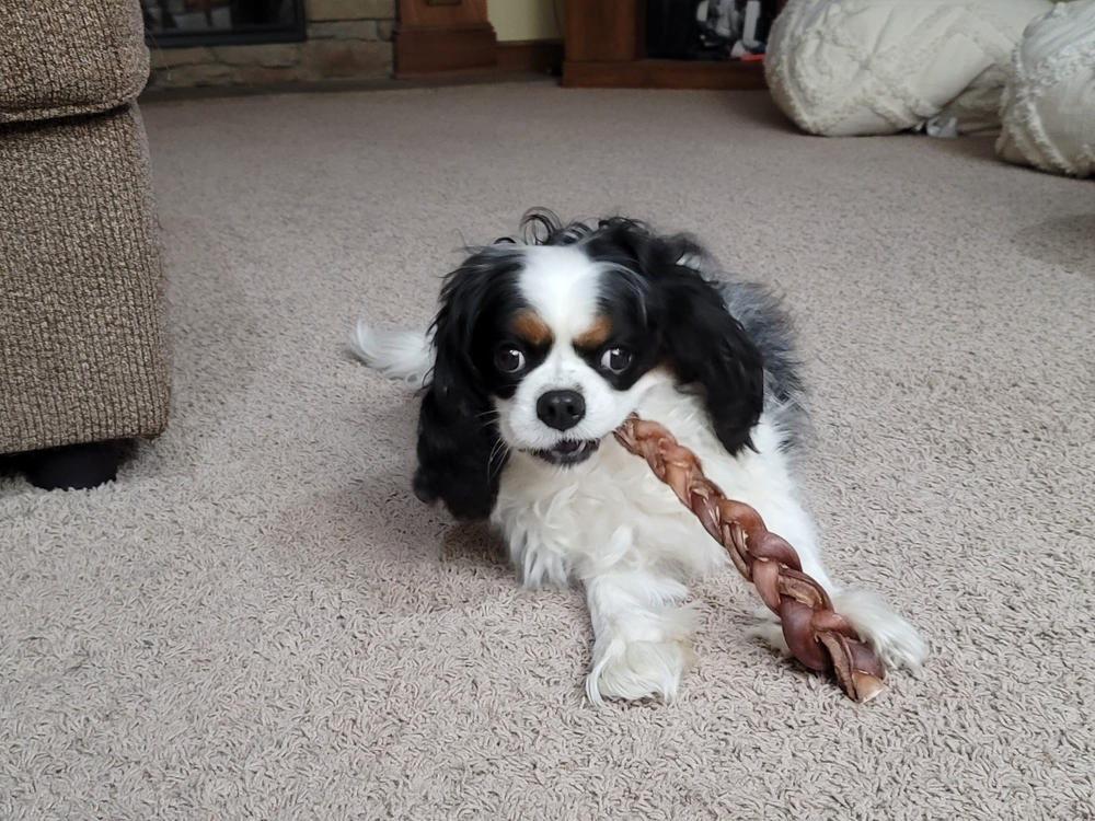 12" Braided Bully Sticks - Customer Photo From James Shubert