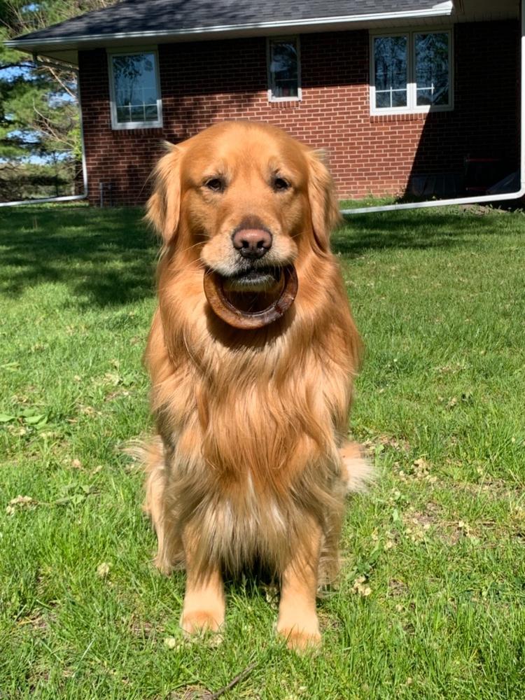 Pawstruck Bully Stick Rings (4") - Customer Photo From Jenny B.