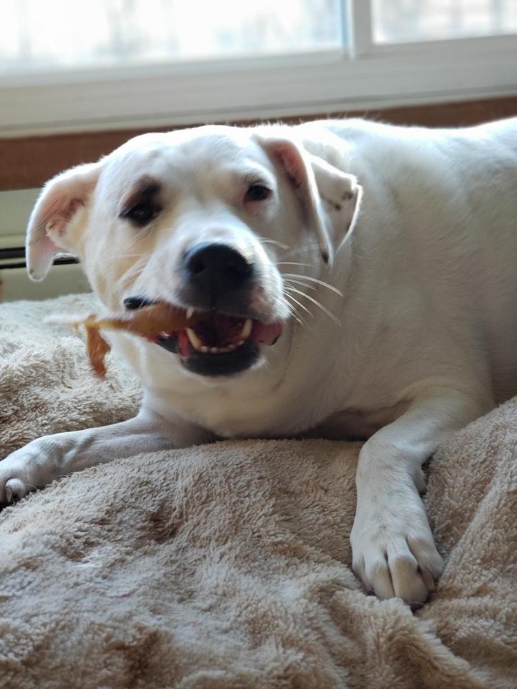 Pig Ears for Dogs - Customer Photo From Lisa L.