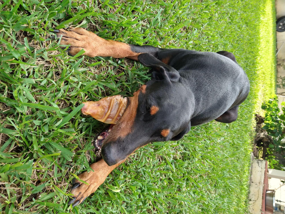 Pig Ears for Dogs - Customer Photo From Alberto Rodriguez