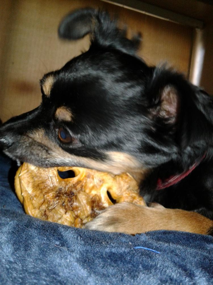 Pig Snouts for Dogs - Customer Photo From Leslye K.